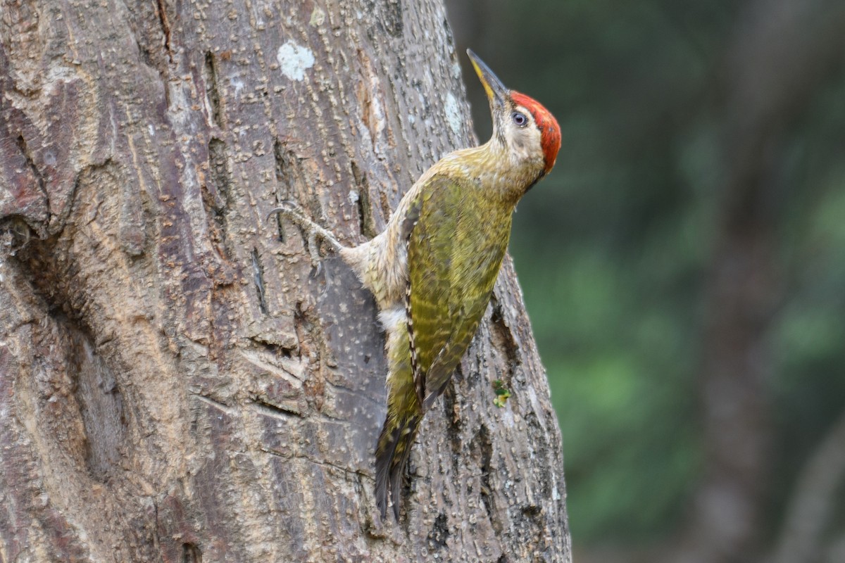 Streak-throated Woodpecker - H Nambiar
