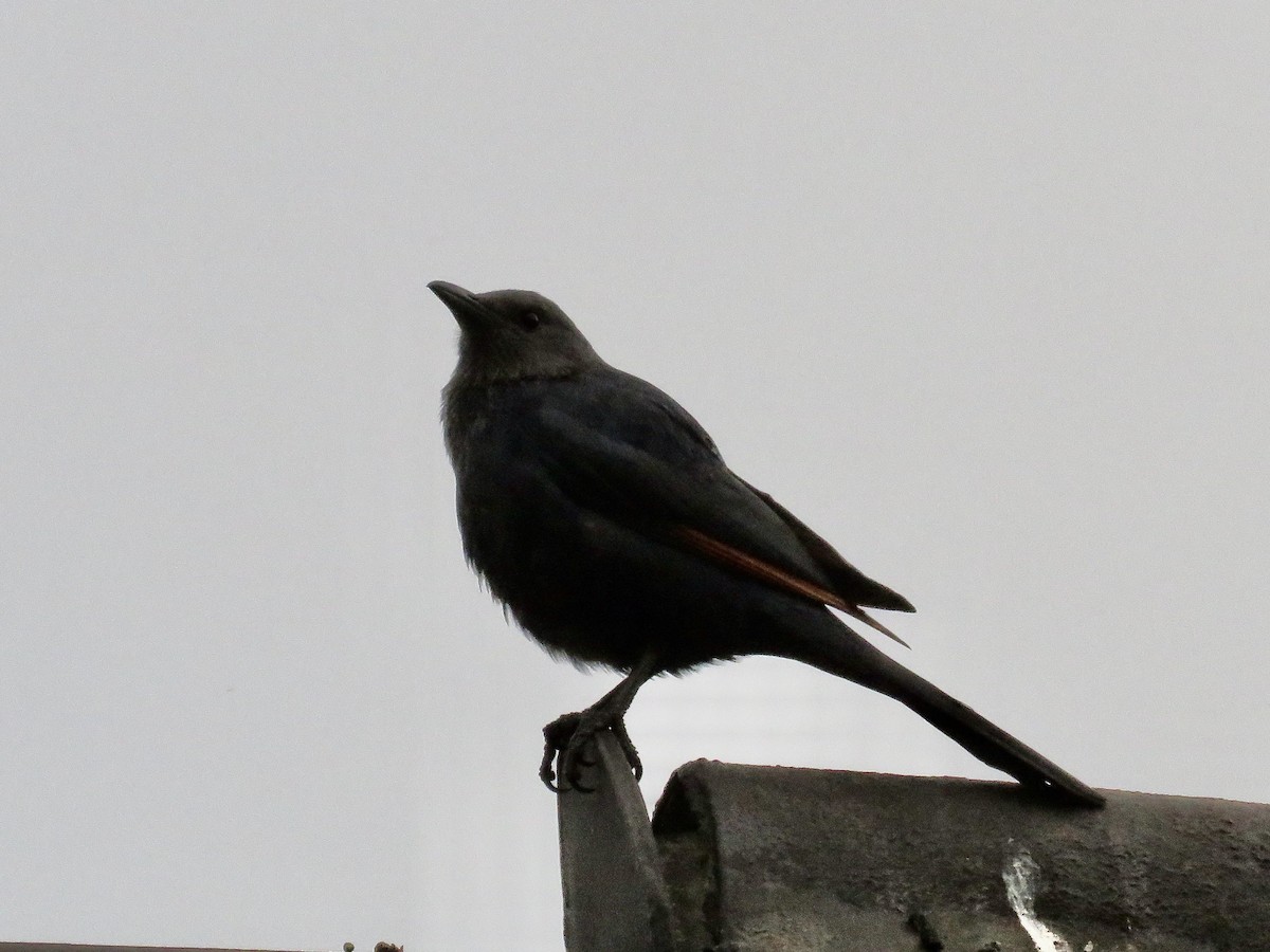 Red-winged Starling - ML617708664