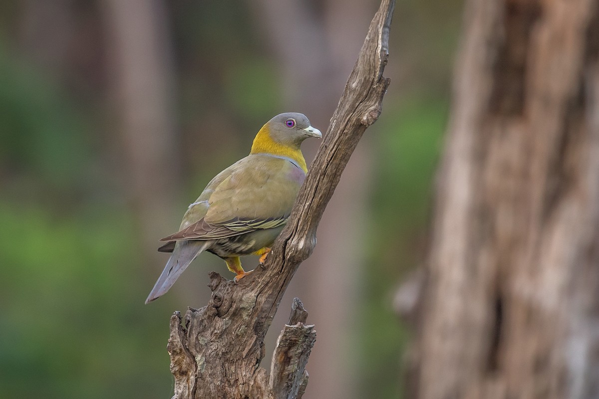 Yellow-footed Green-Pigeon - ML617708673