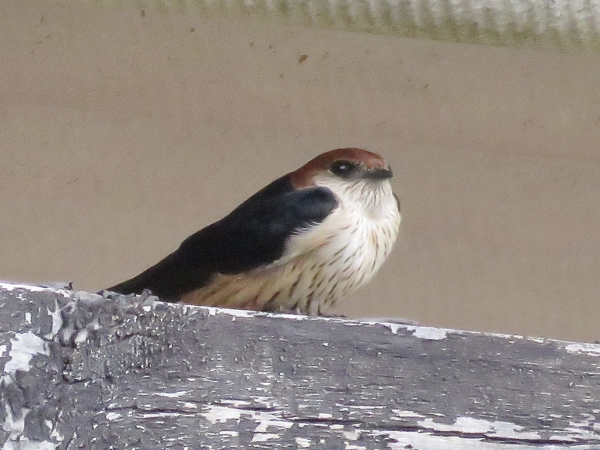 Greater Striped Swallow - ML617708683