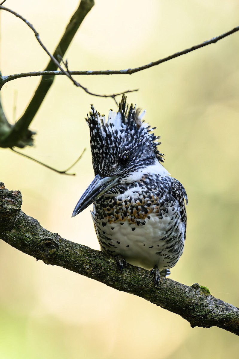 Crested Kingfisher - ML617708770