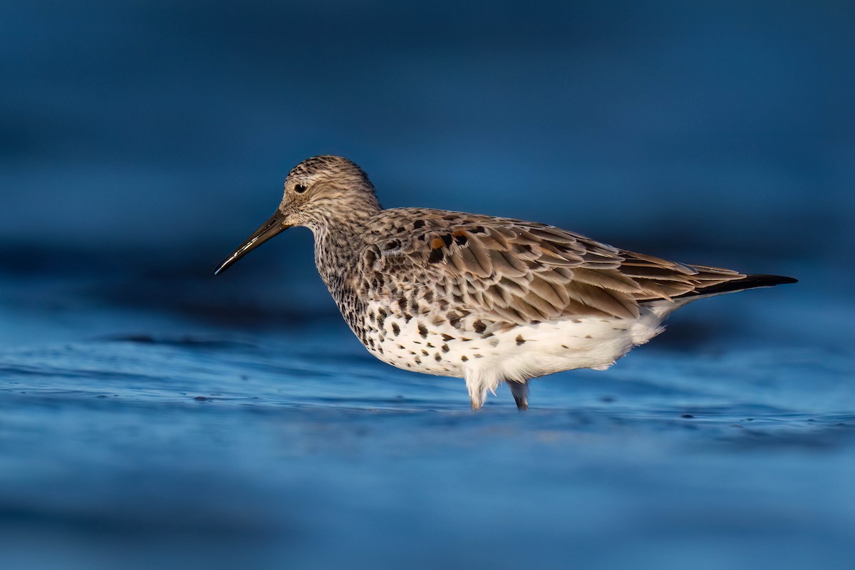 Great Knot - ML617708776