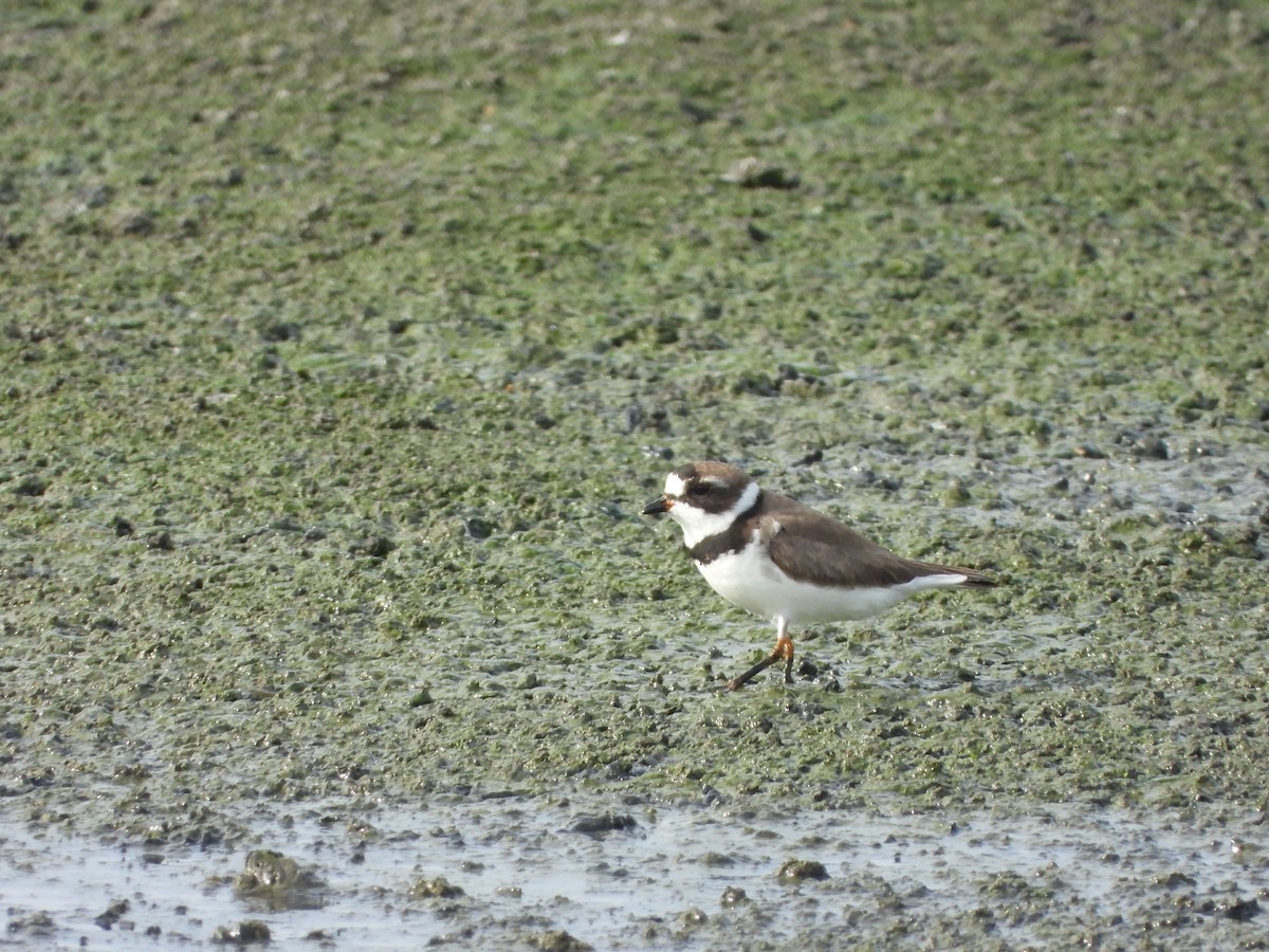 Semipalmated Plover - ML617708880