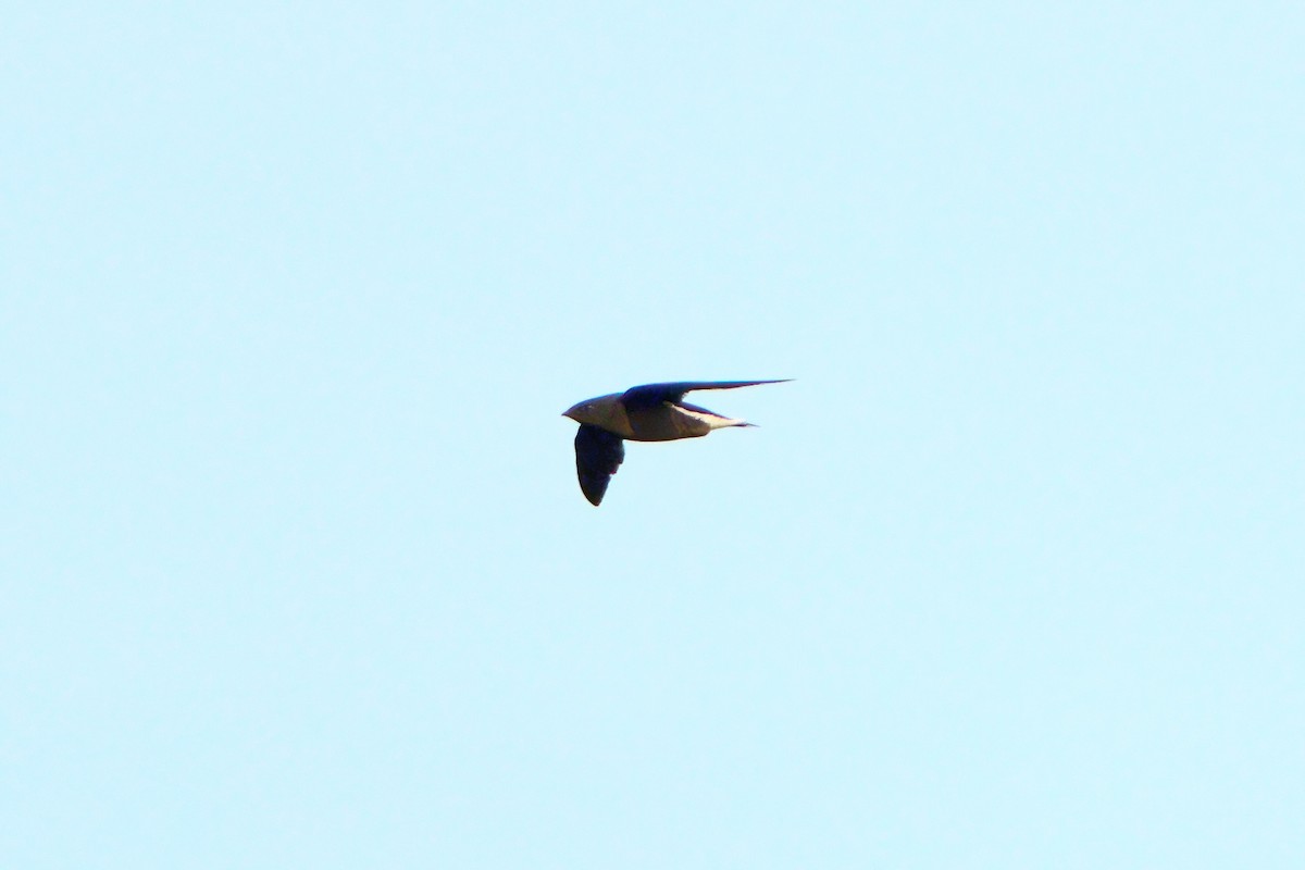 Brown-backed Needletail - Yuh Woei Chong