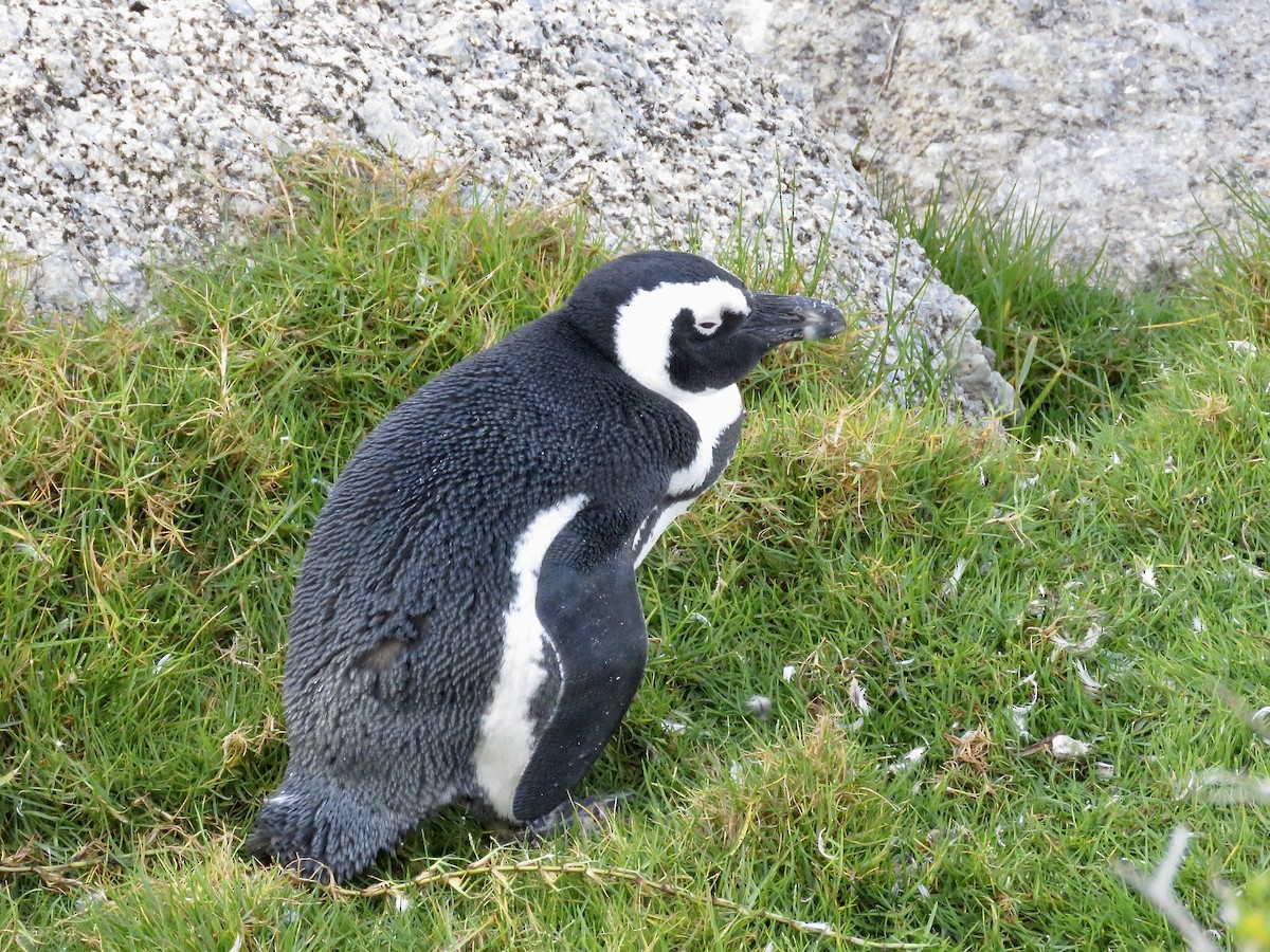 Pingüino de El Cabo - ML617708942