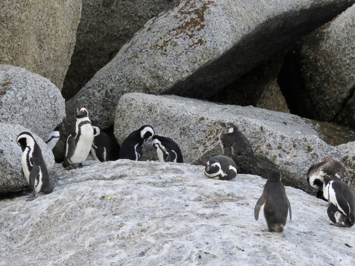 Pingüino de El Cabo - ML617708943