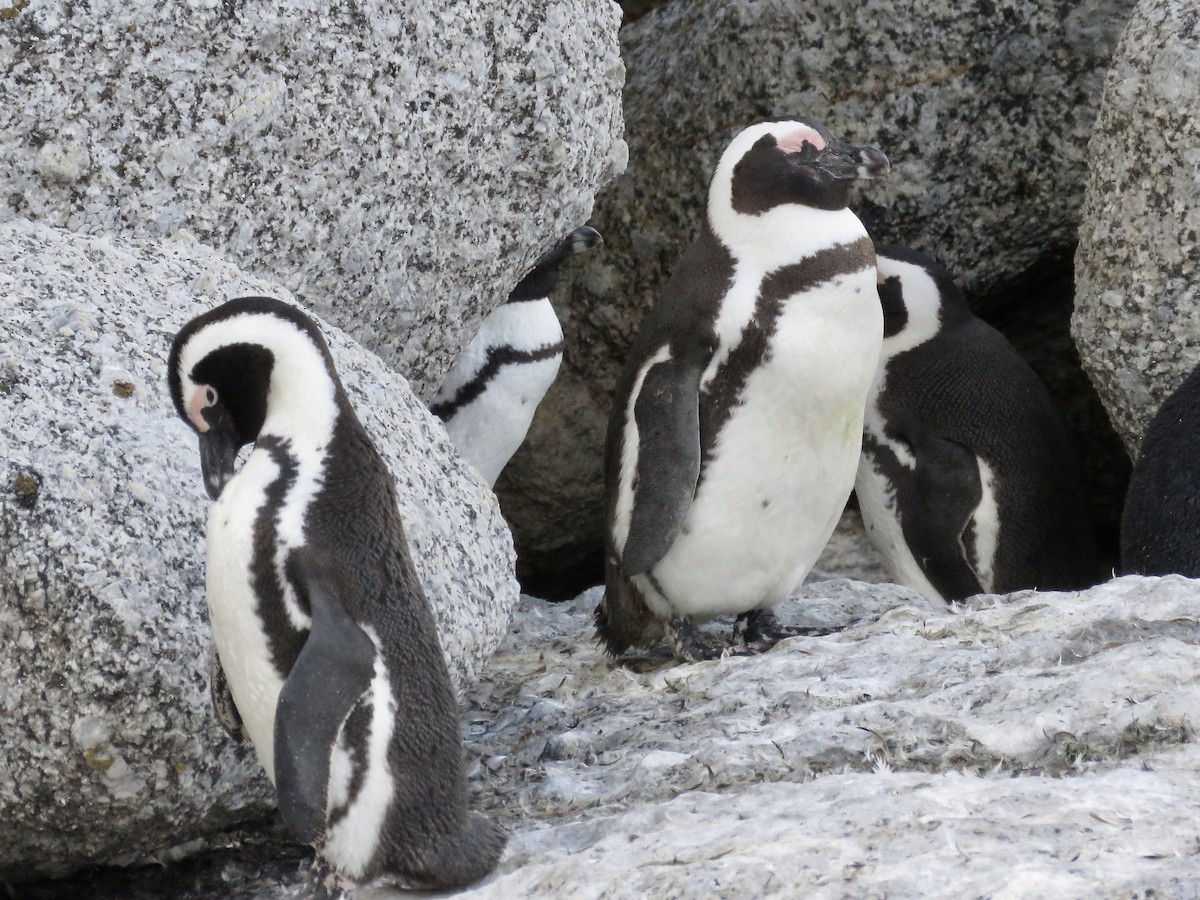 Pingüino de El Cabo - ML617708944