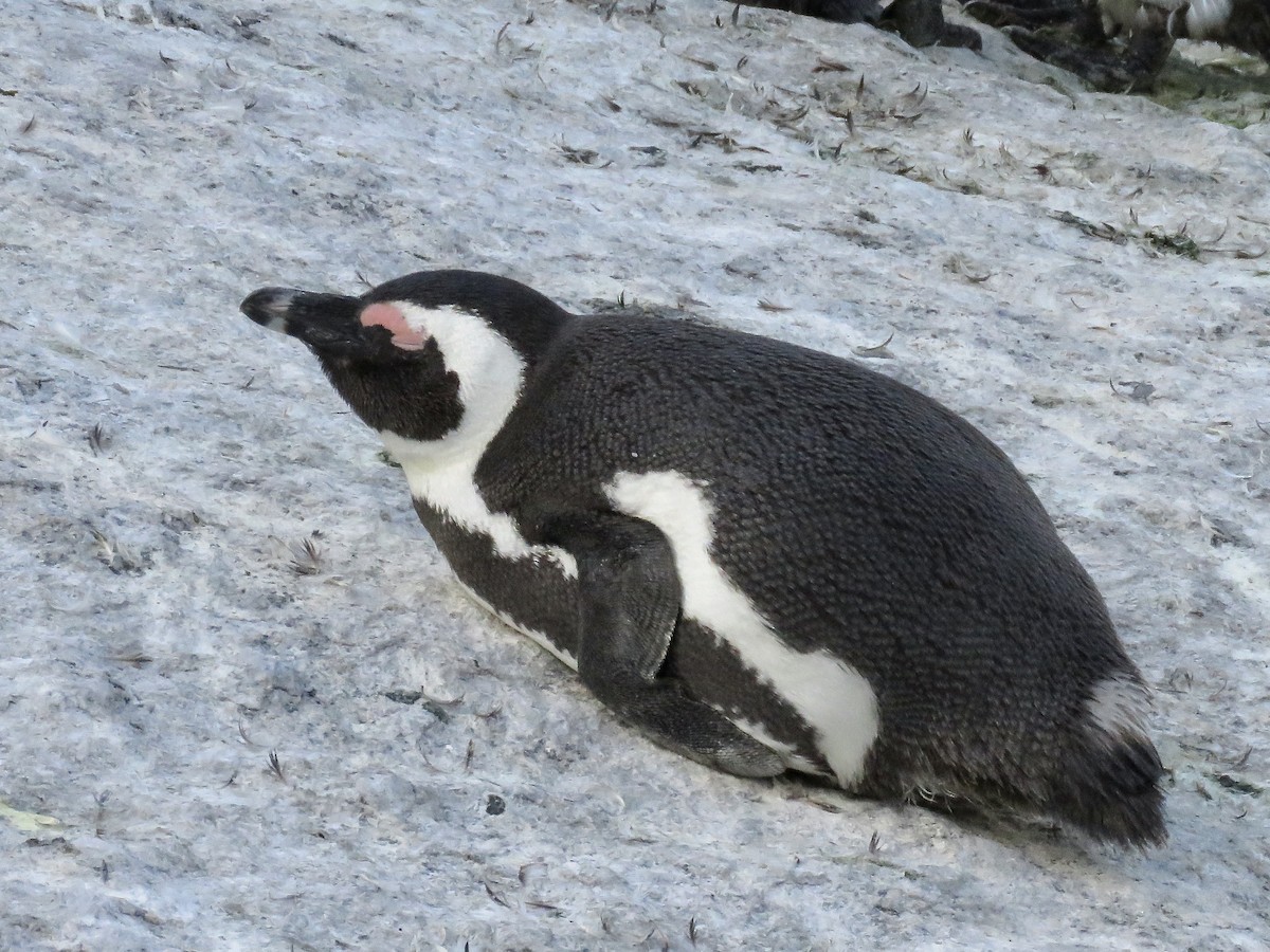 Pingüino de El Cabo - ML617708947
