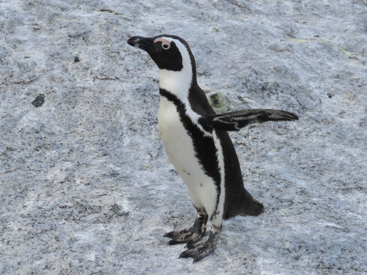 Pingüino de El Cabo - ML617708948
