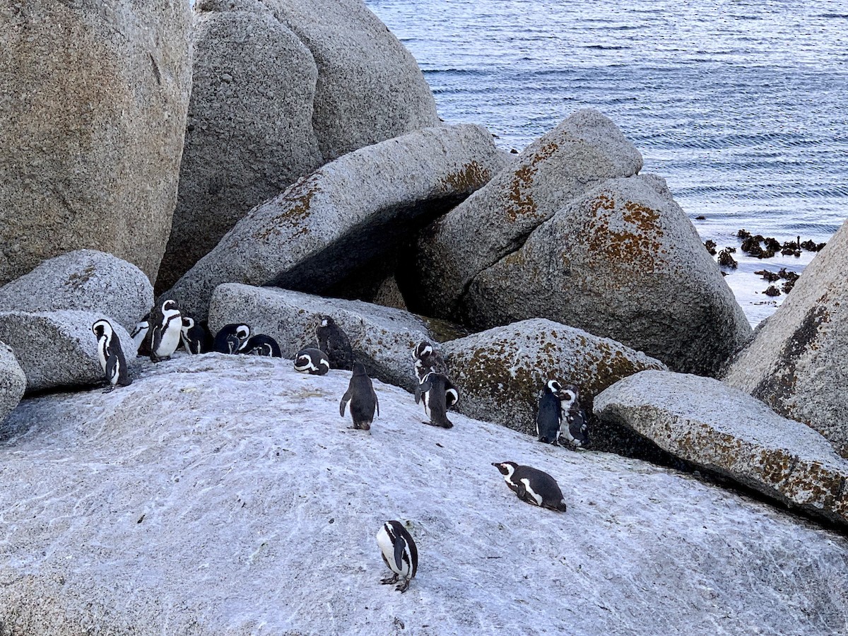 Pingüino de El Cabo - ML617708950