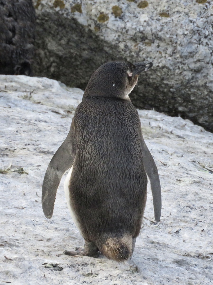 Pingüino de El Cabo - ML617708952