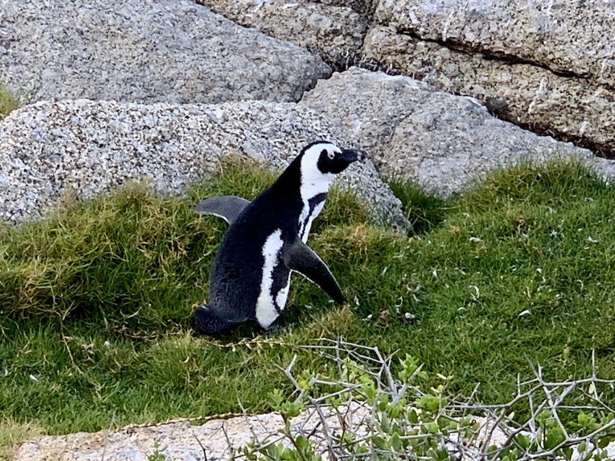 Pingüino de El Cabo - ML617708954