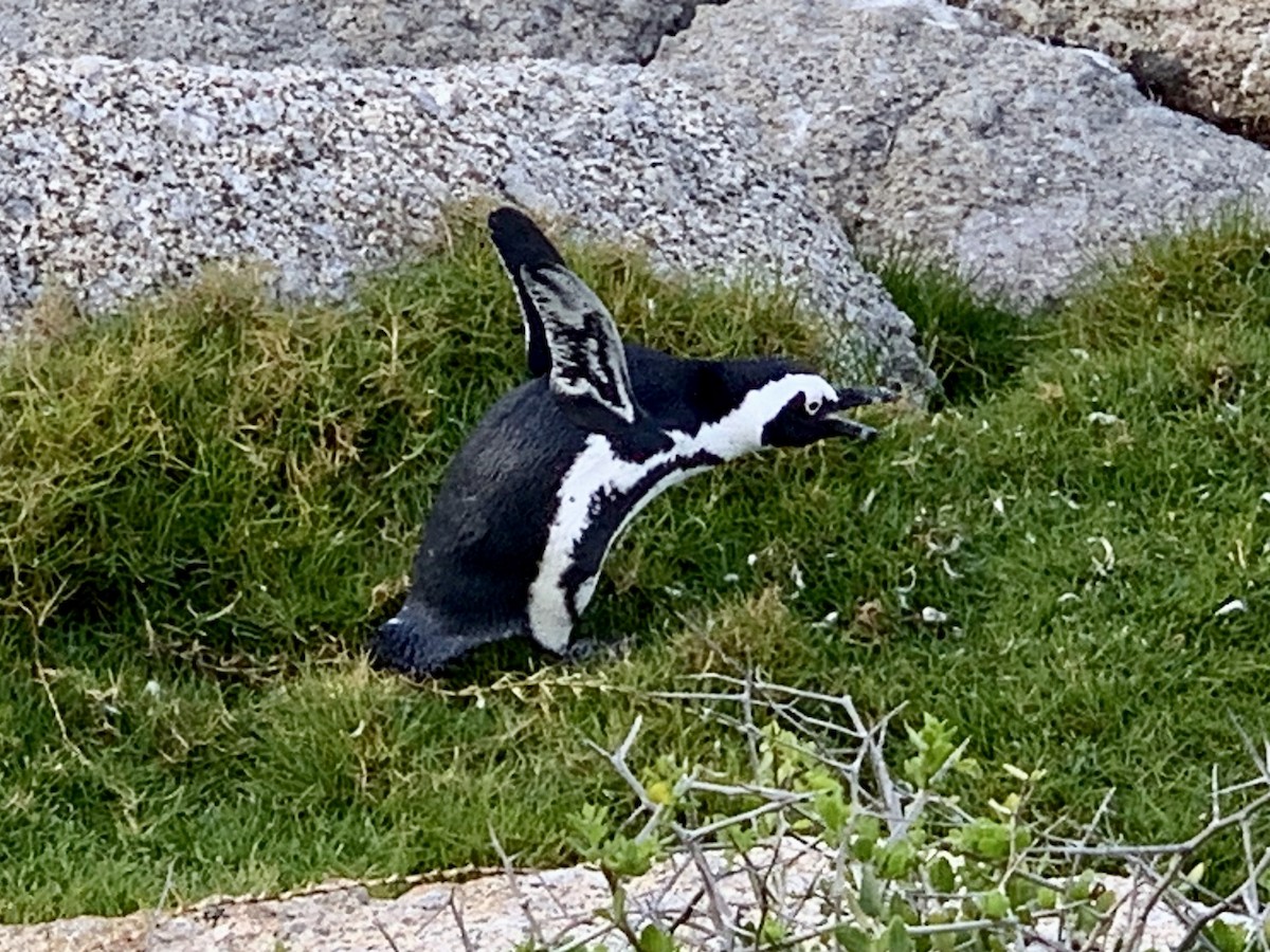 Pingüino de El Cabo - ML617708957