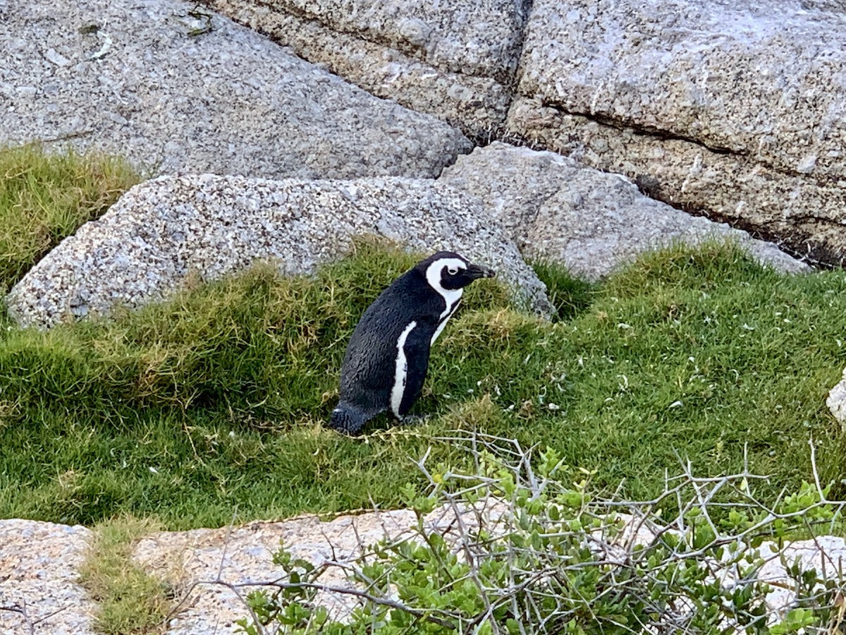 Очковый пингвин - ML617708959