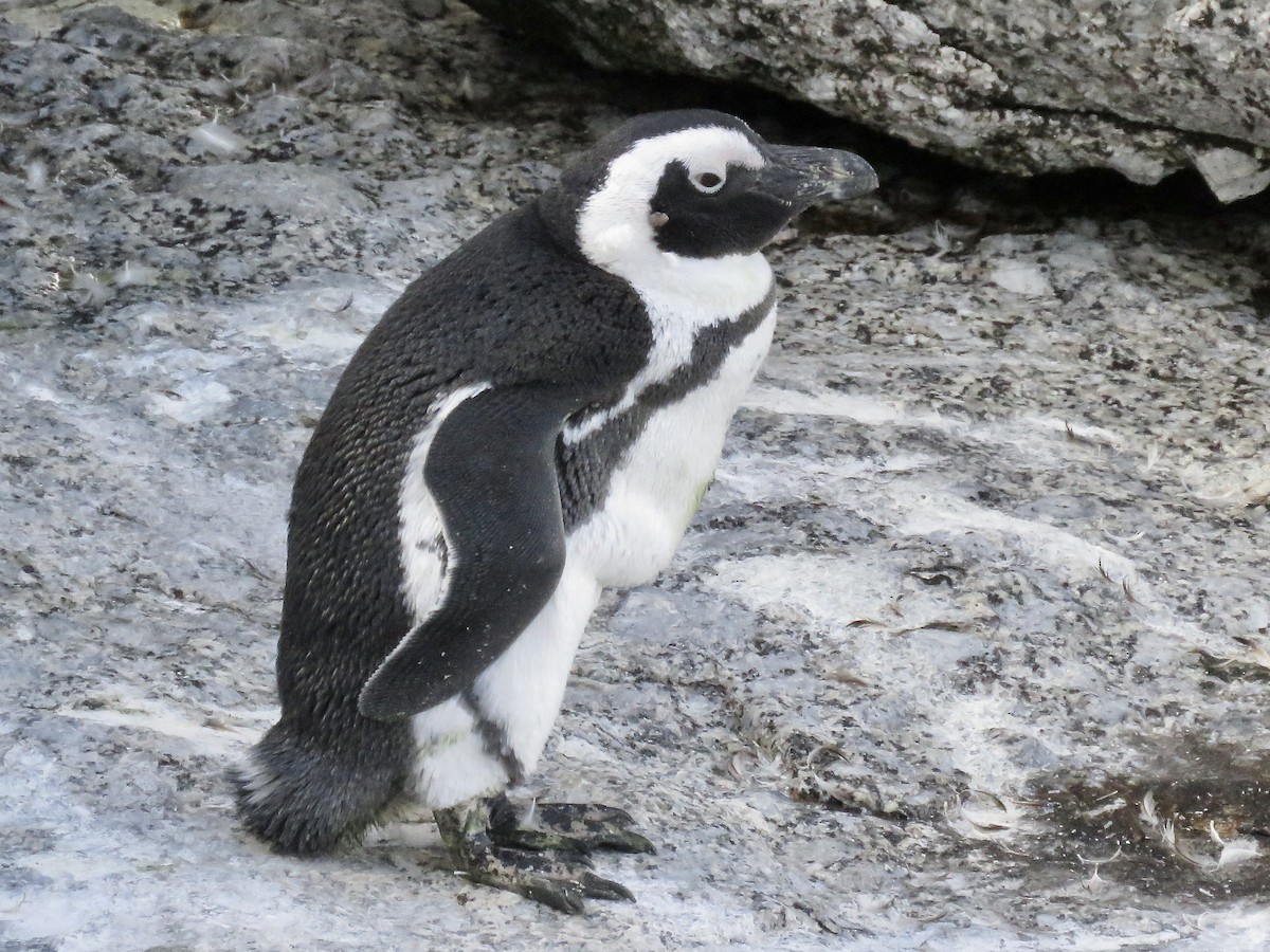 Pingüino de El Cabo - ML617708961