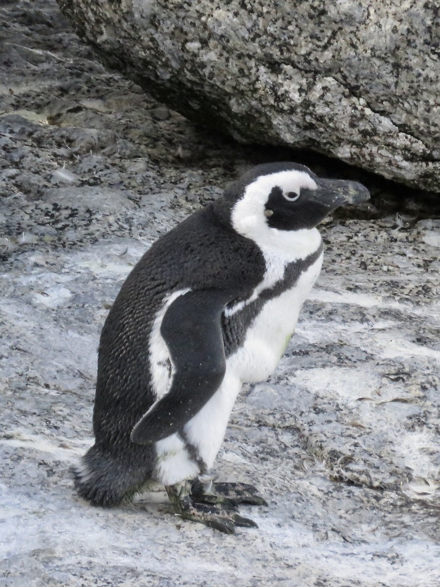 Pingüino de El Cabo - ML617708963