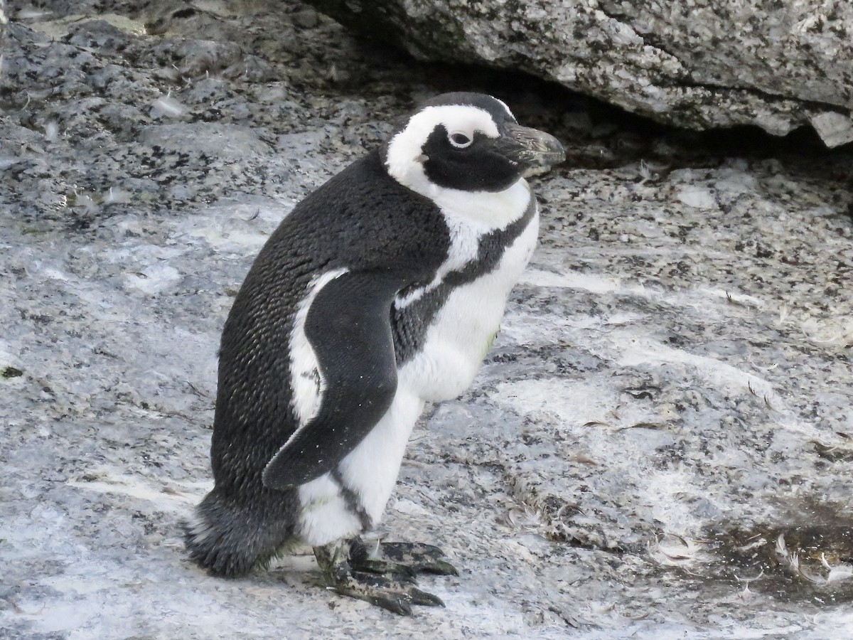Pingüino de El Cabo - ML617708965