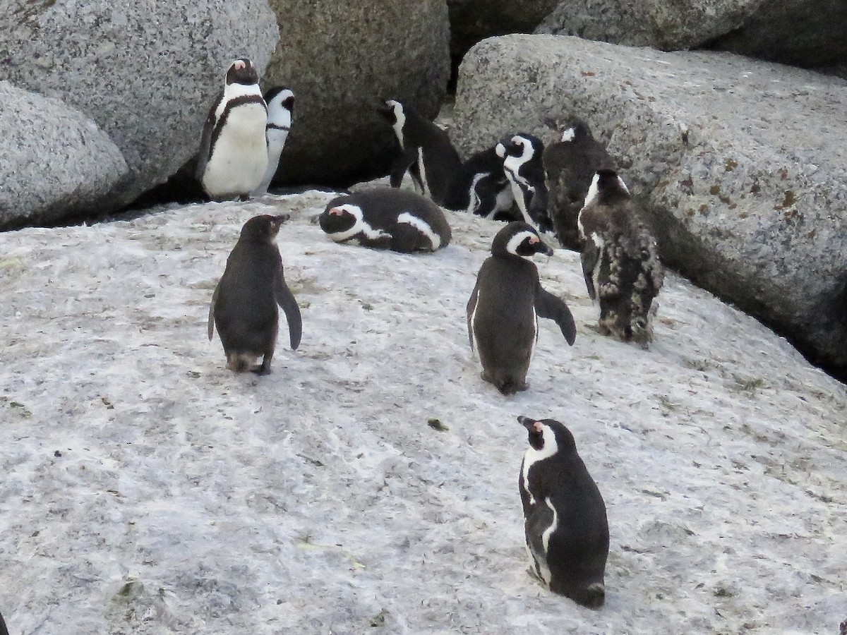Pingüino de El Cabo - ML617708969