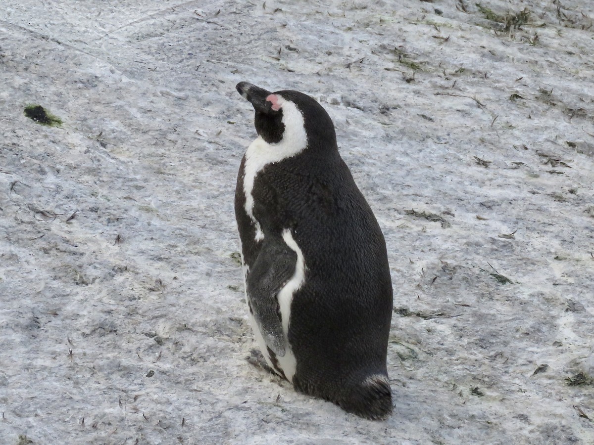 Pingüino de El Cabo - ML617708971