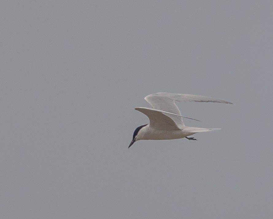 Gull-billed Tern - ML617708994