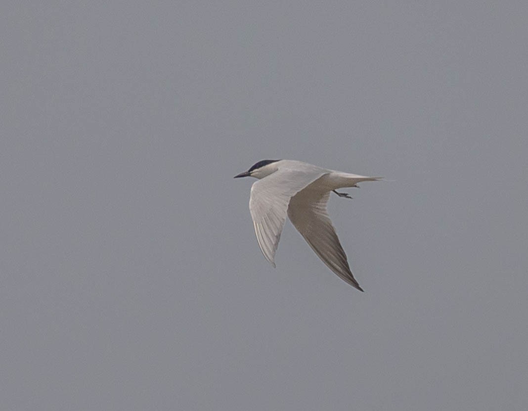Gull-billed Tern - ML617708995