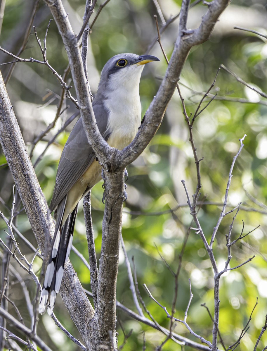Mangrove Cuckoo - ML617709007