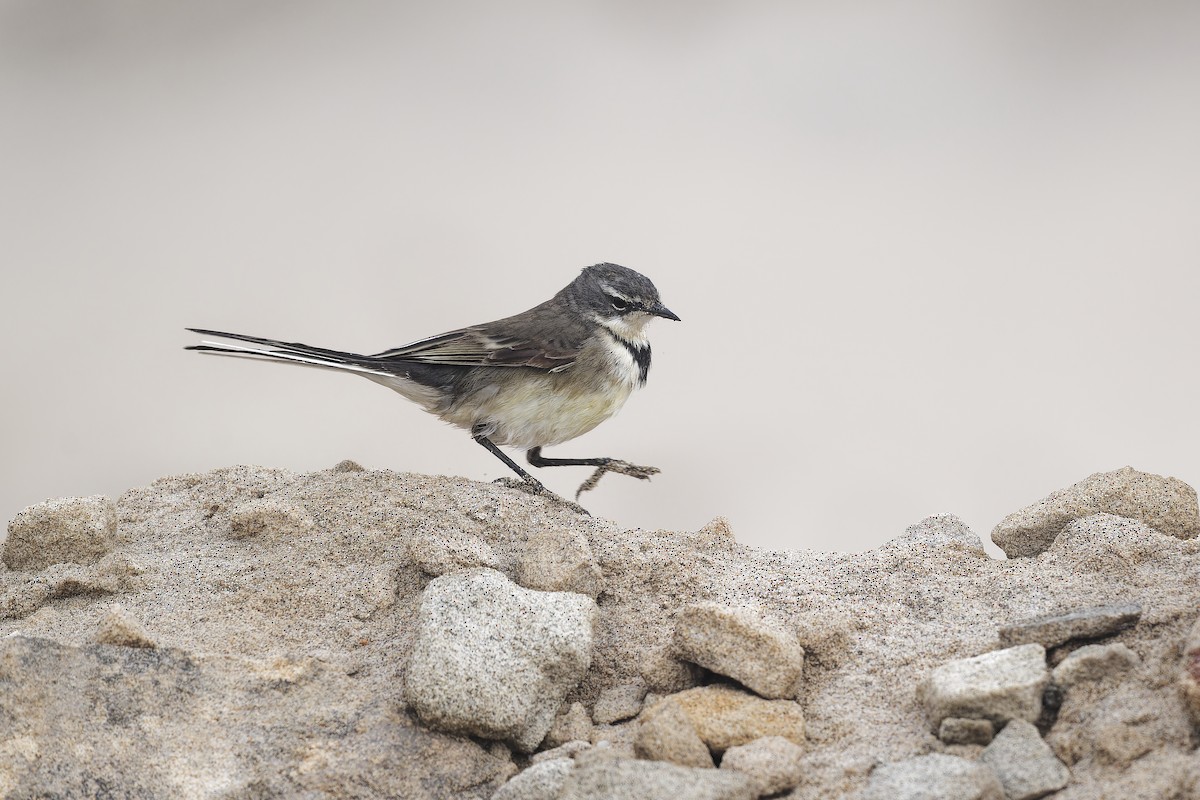 Cape Wagtail - ML617709027