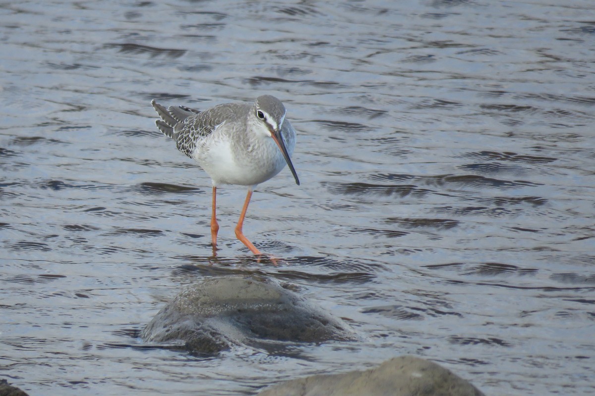 Spotted Redshank - ML617709056