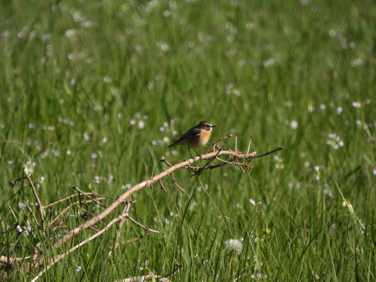 Whinchat - ML617709058