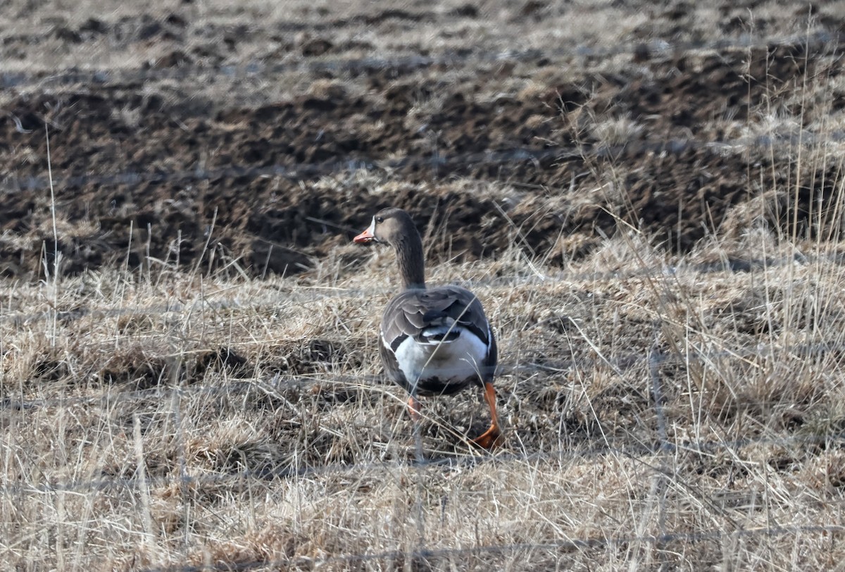 Greater White-fronted Goose (Greenland) - ML617709089
