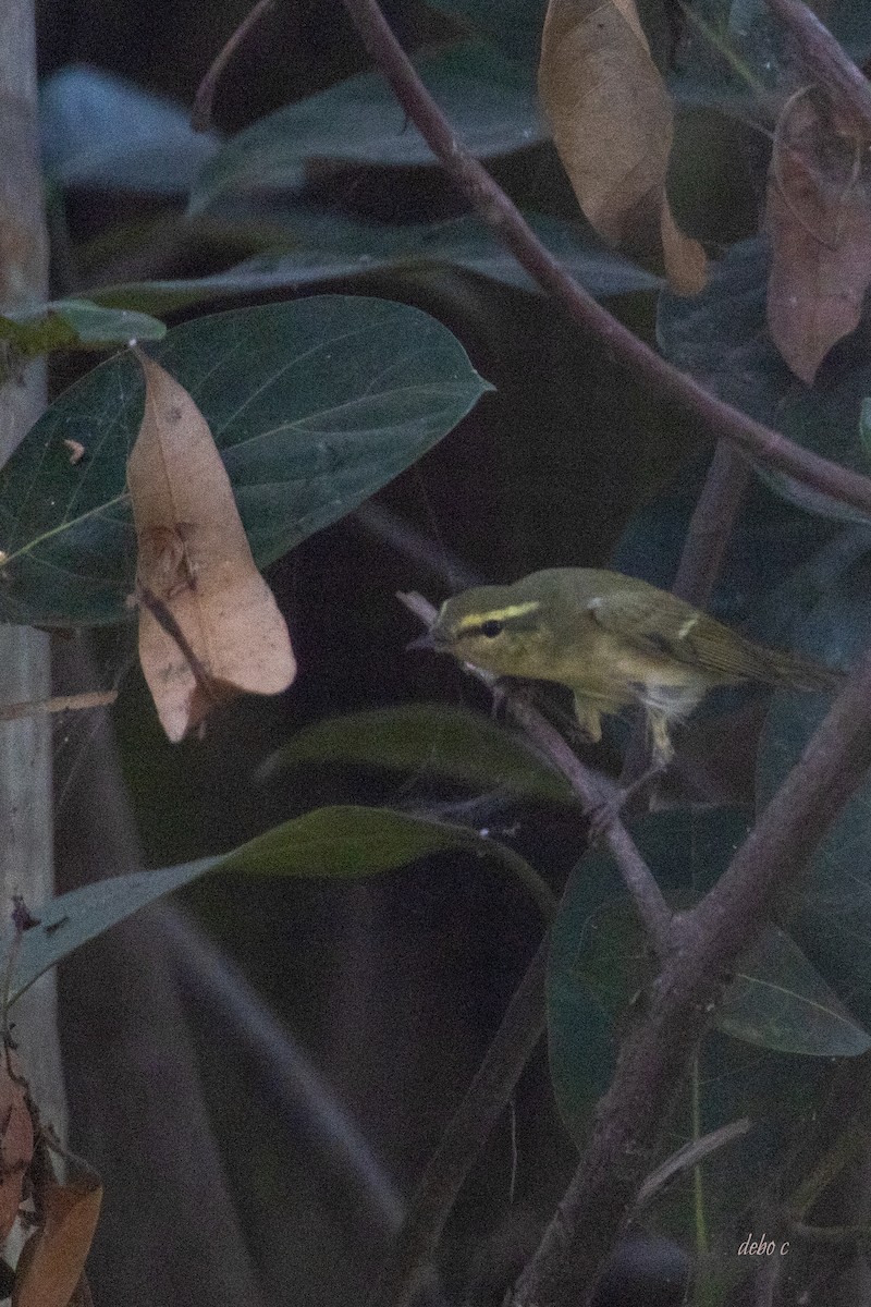 Large-billed Leaf Warbler - Debojyoti Chakraborty