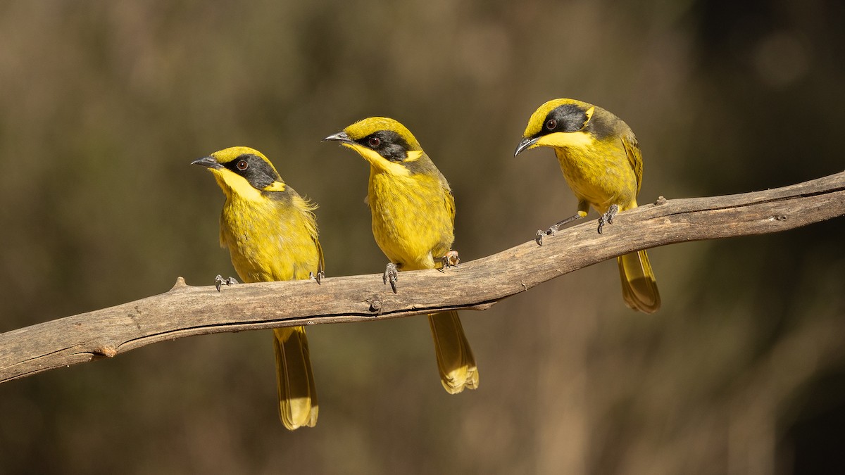 Yellow-tufted Honeyeater - Jack Armstrong