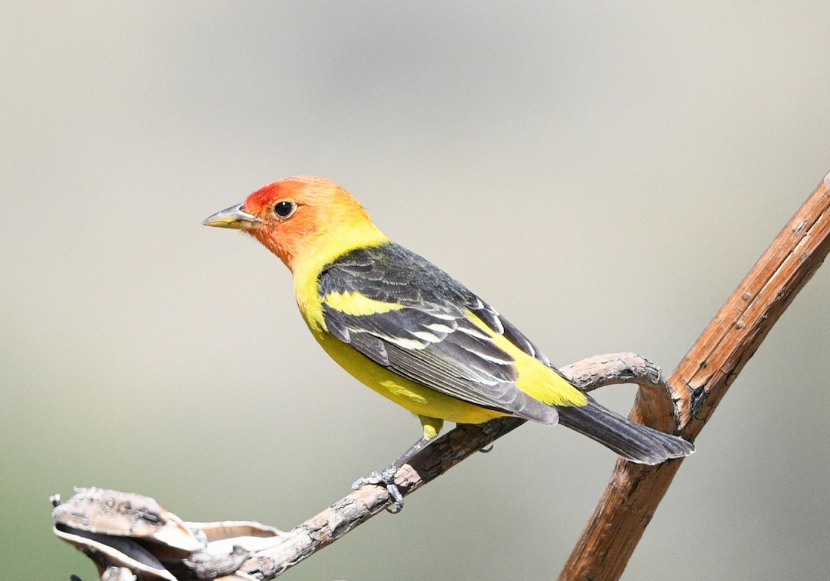 Western Tanager - ML617709209