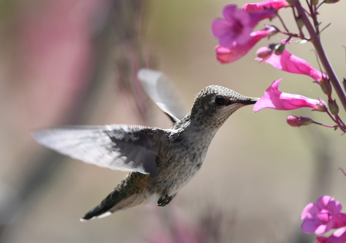 Broad-tailed Hummingbird - ML617709267