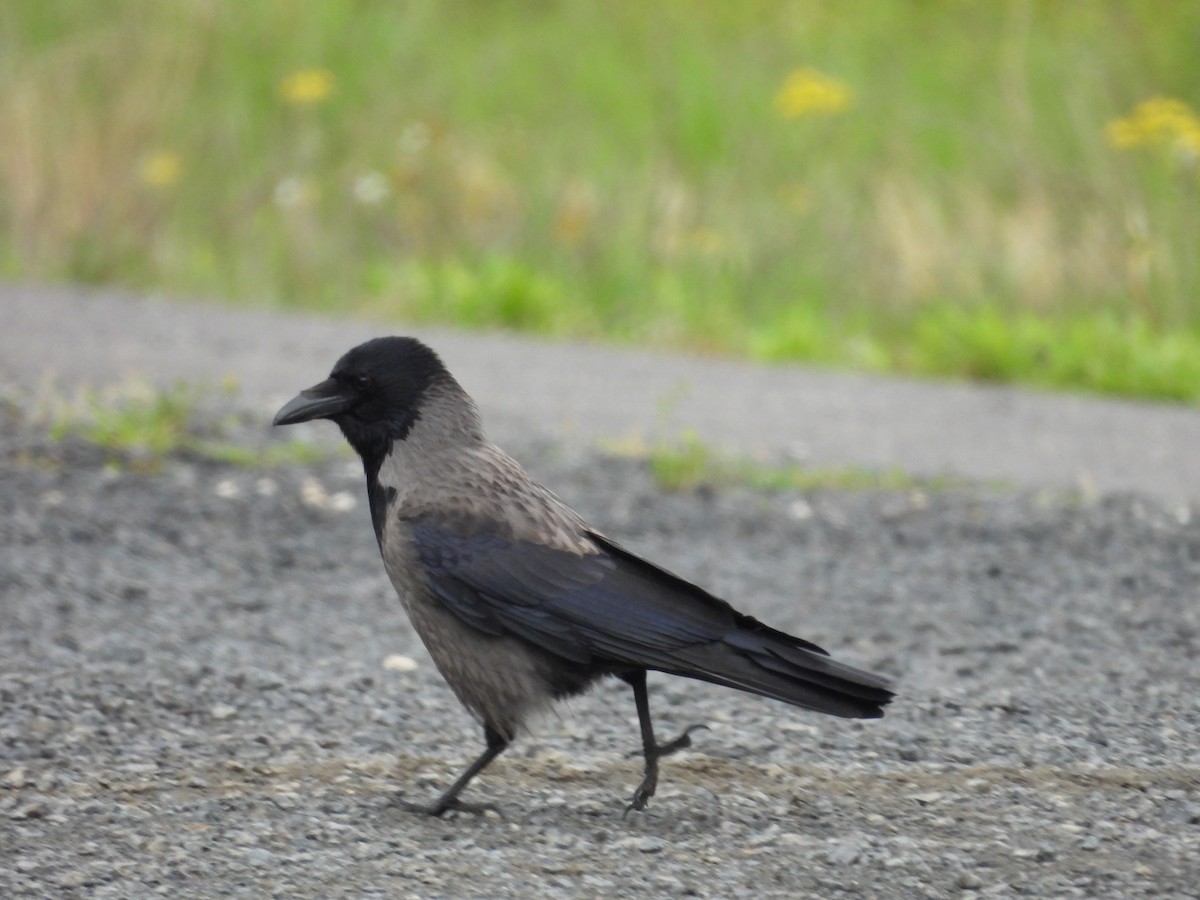 Carrion x Hooded Crow (hybrid) - ML617709273
