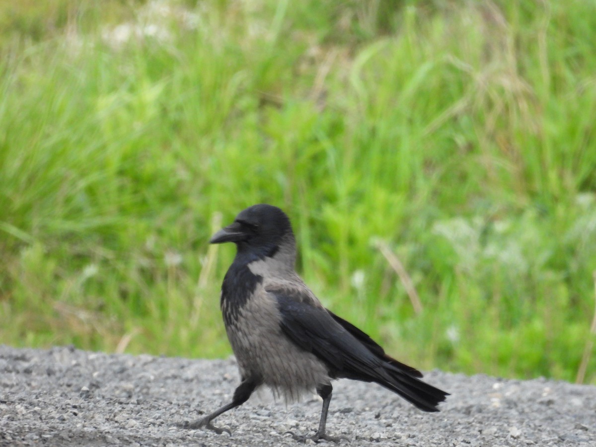 Carrion x Hooded Crow (hybrid) - ML617709274