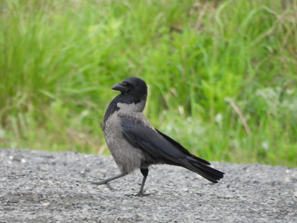 Carrion x Hooded Crow (hybrid) - ML617709275