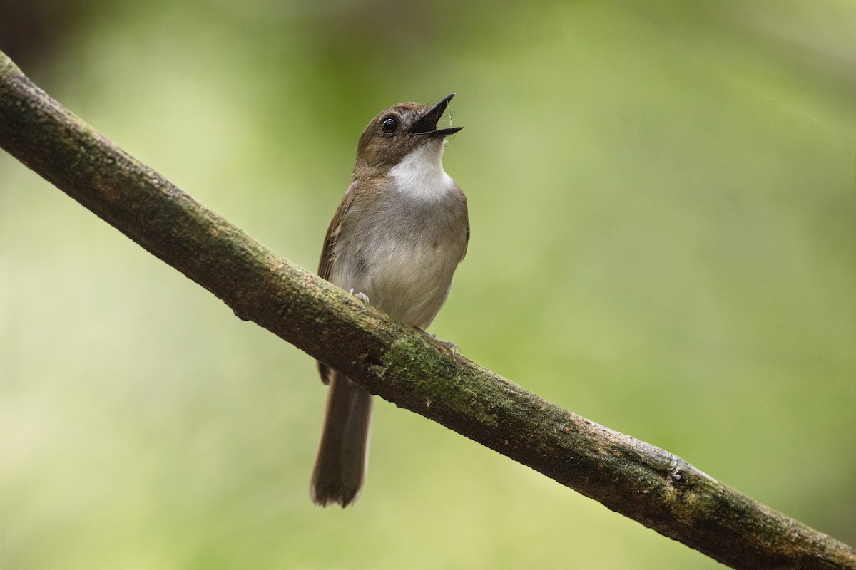 Gray-chested Jungle Flycatcher - ML617709304