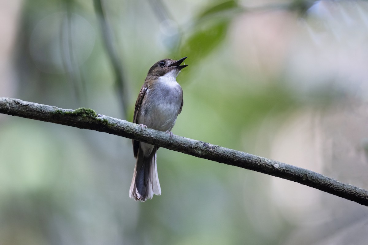 Gray-chested Jungle Flycatcher - ML617709305