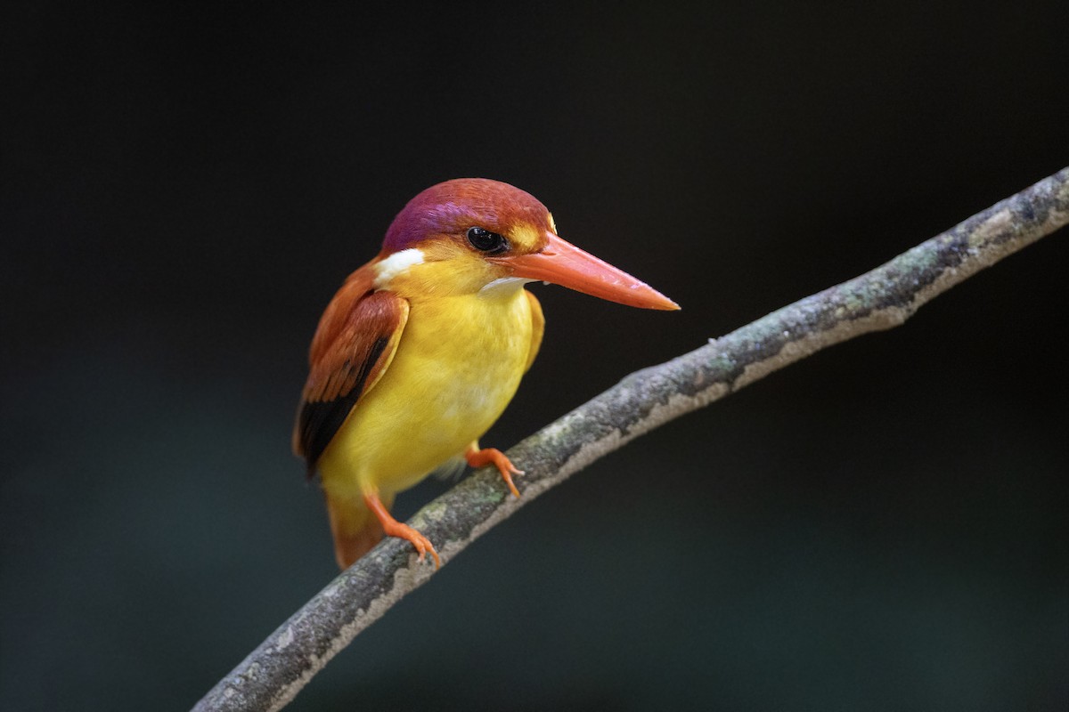 Rufous-backed Dwarf-Kingfisher - Jan-Peter  Kelder