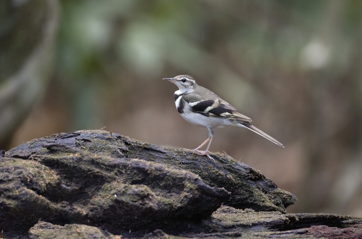 Forest Wagtail - ML617709331
