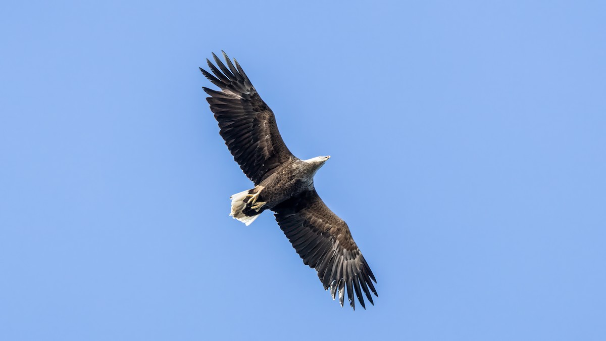 White-tailed Eagle - Martti Siponen