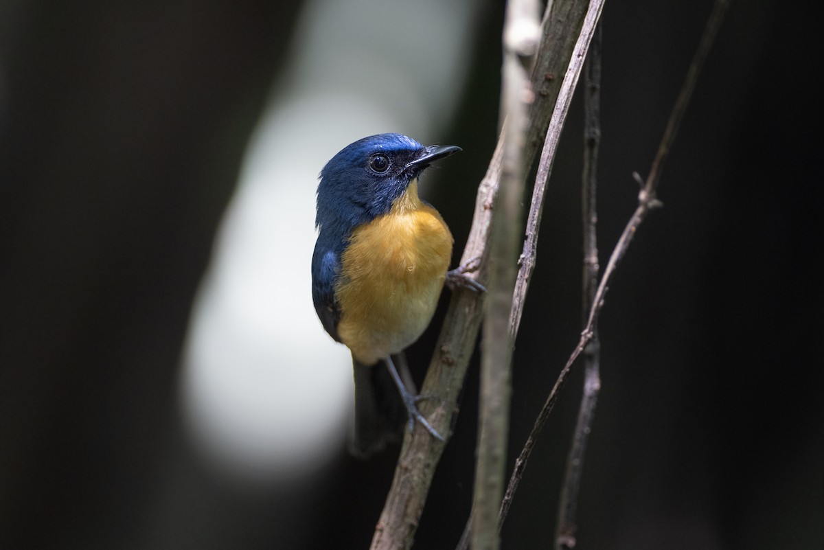 Mangrove Blue Flycatcher - Jan-Peter  Kelder