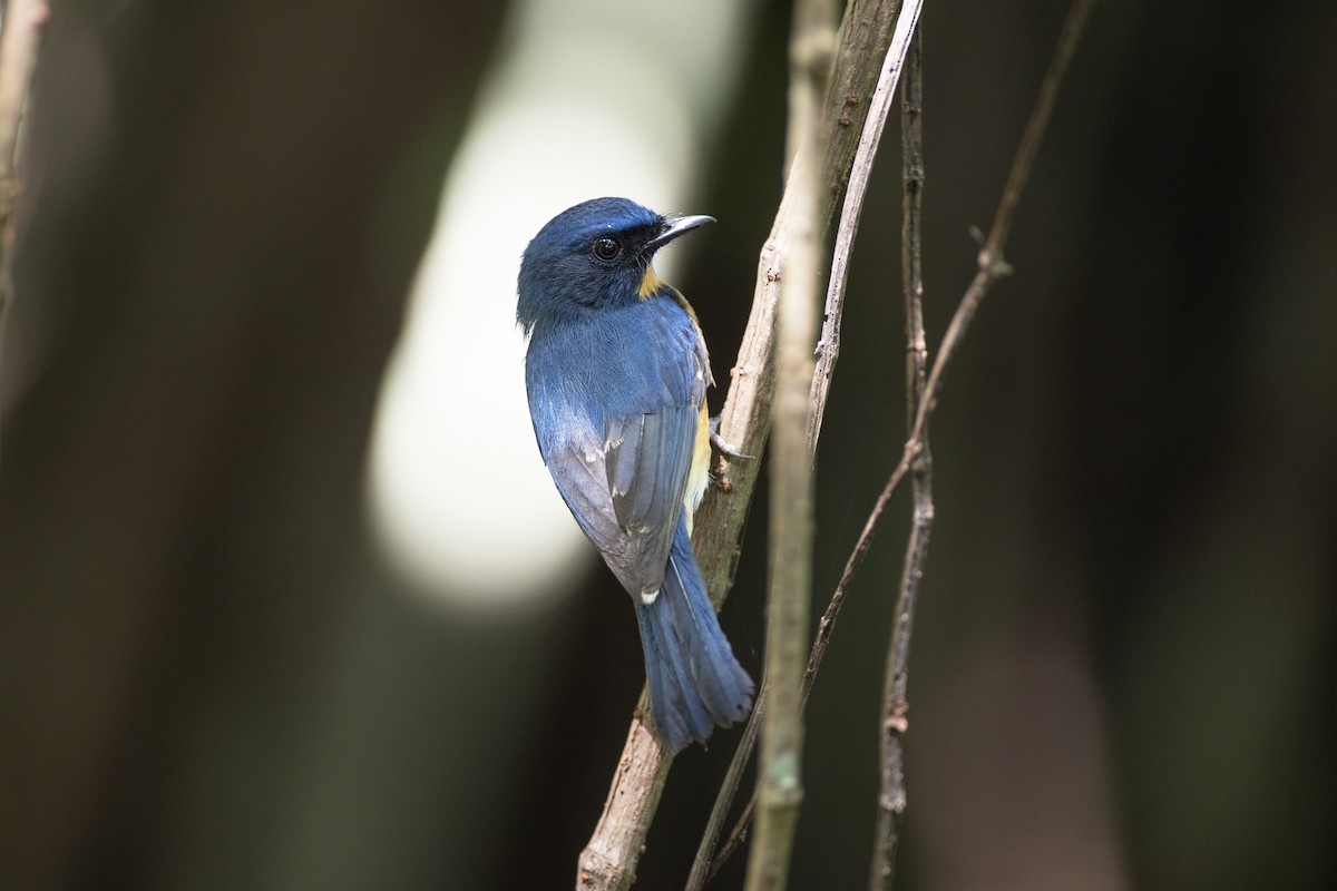 Mangrove Blue Flycatcher - Jan-Peter  Kelder