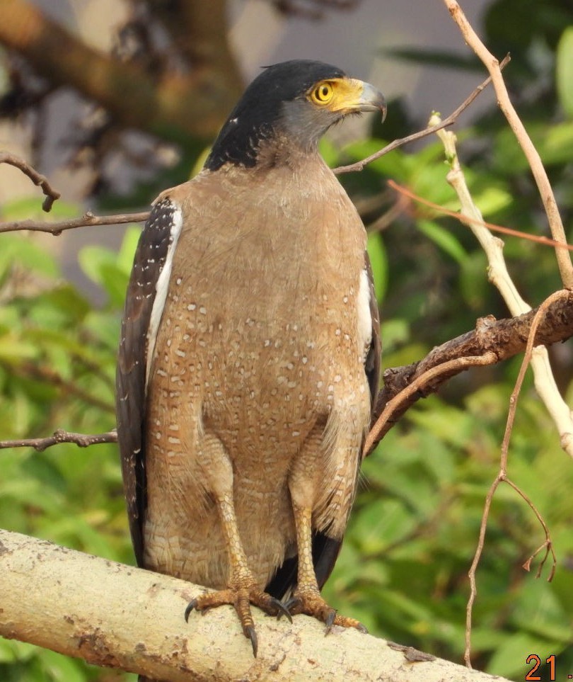 Crested Serpent-Eagle - ML617709366
