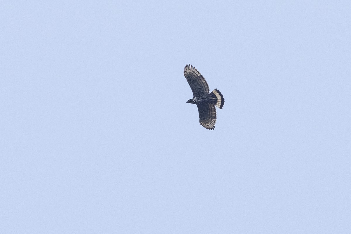 Blyth's Hawk-Eagle - ML617709369