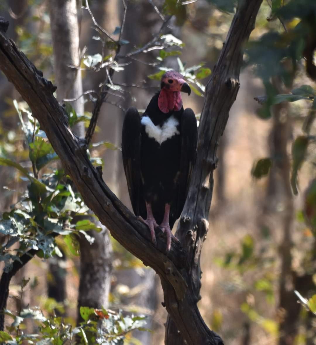 Red-headed Vulture - ML617709381