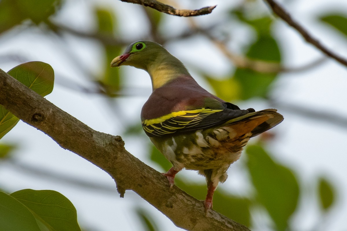 Thick-billed Green-Pigeon - ML617709382