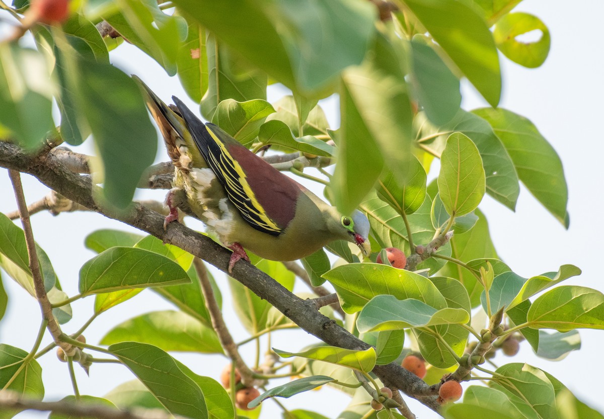 Thick-billed Green-Pigeon - ML617709383
