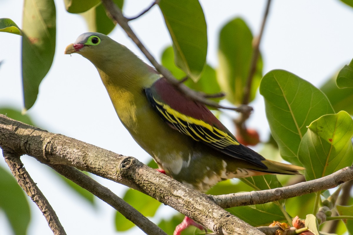 Thick-billed Green-Pigeon - ML617709403